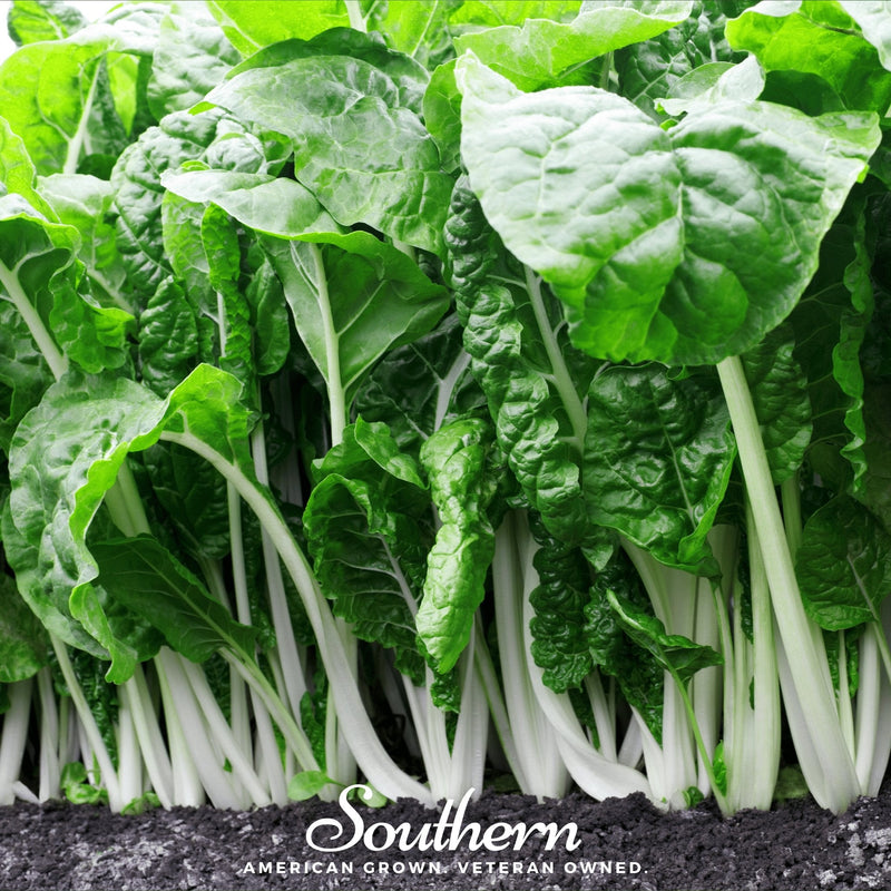 Load image into Gallery viewer, Fordhook Giant Swiss Chard – 100 Seeds
