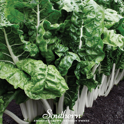 Fordhook Giant Swiss Chard seeds package, 100 count, GrowTime Garden Supply