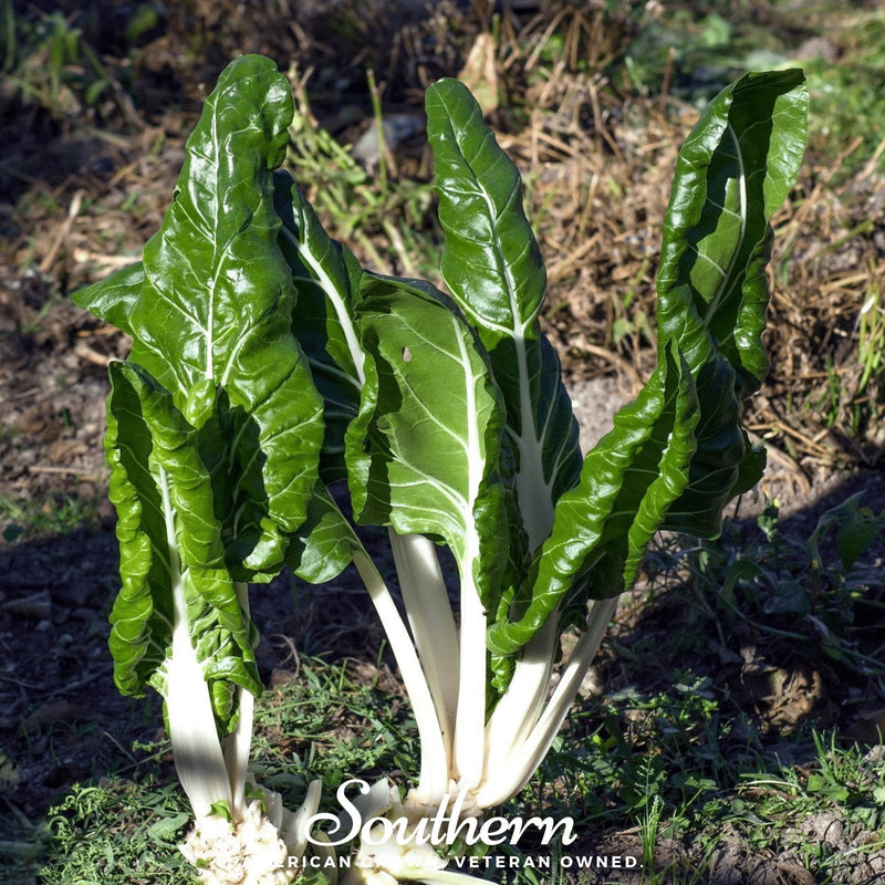 Load image into Gallery viewer, Fordhook Giant Swiss Chard – 100 Seeds
