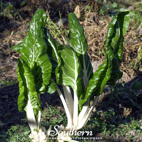 Fordhook Giant Swiss Chard – 100 Seeds, additional product view 2
