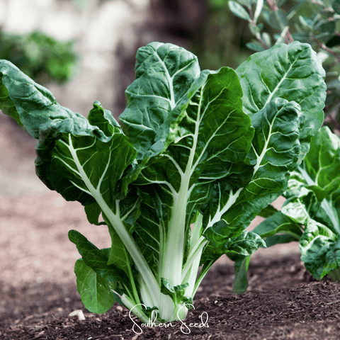 Lucullus Swiss Chard 100 Seeds