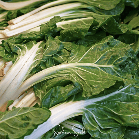 Lucullus Swiss Chard – 100 Seeds, additional product view 2