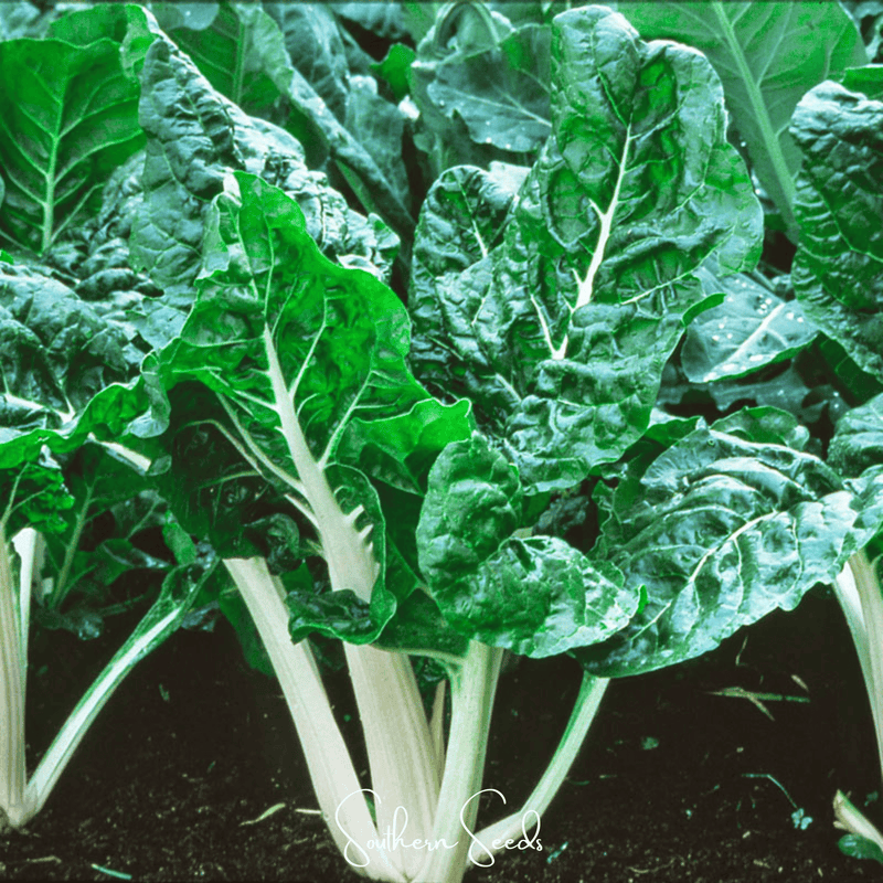 Load image into Gallery viewer, Lucullus Swiss Chard – 100 Seeds
