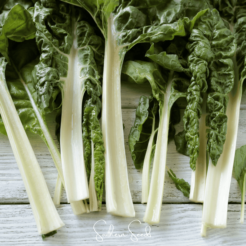 Load image into Gallery viewer, Lucullus Swiss Chard – 100 Seeds
