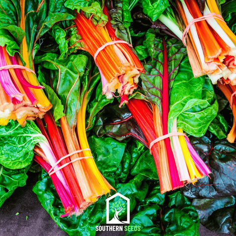 Rainbow Swiss Chard – 100 Seeds, additional product view 2