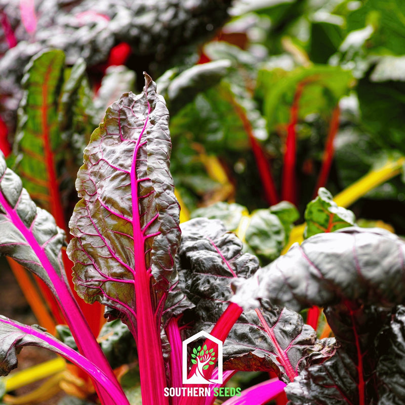 Load image into Gallery viewer, Rainbow Swiss Chard – 150 Seeds
