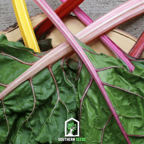 Rainbow Swiss Chard 100 Seeds
