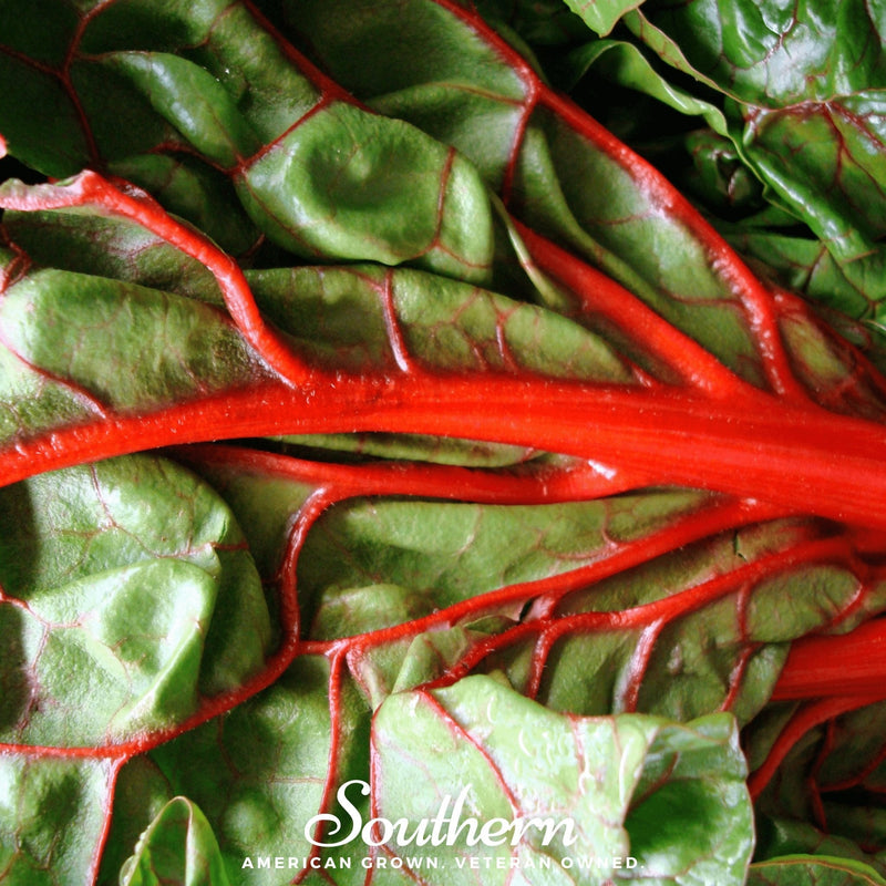 Load image into Gallery viewer, Ruby Red Swiss Chard – 100 Seeds
