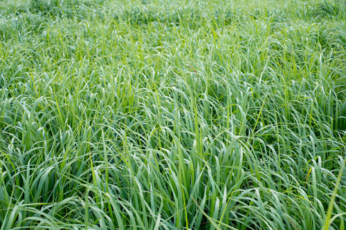 Load image into Gallery viewer, Native Grass Seed Blend - Big Bluestem, Little Bluestem, Indiangrass, RC Big Rock Switchgrass
