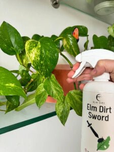 Elm Dirt Sword pesticide bottle, back label with chitosan and rosemary oil ingredients