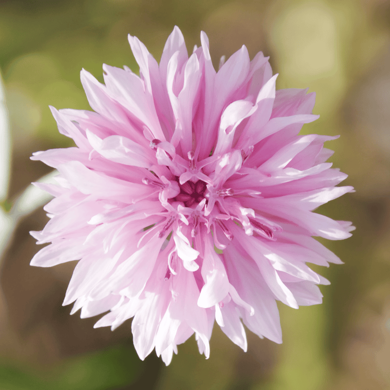 Load image into Gallery viewer, Tall Pink Cornflower - 100 Seeds
