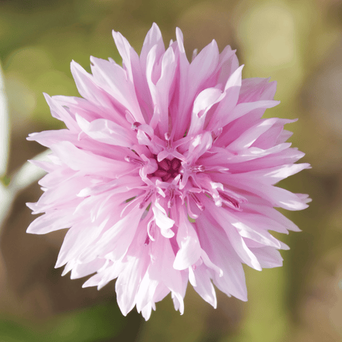 Tall Pink Cornflower - 100 Seeds, additional product view 2