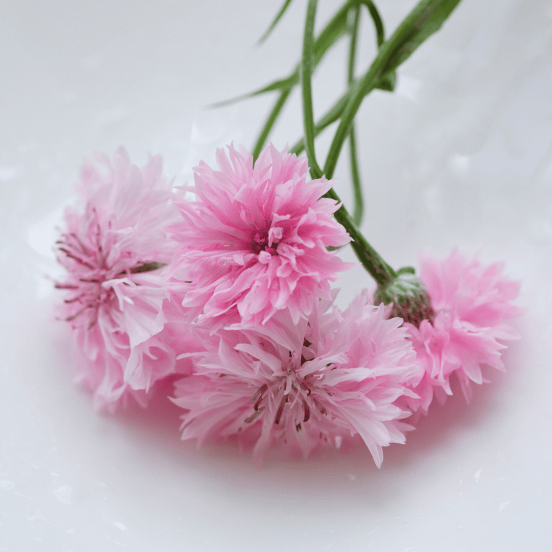 Load image into Gallery viewer, Tall Pink Cornflower - 100 Seeds
