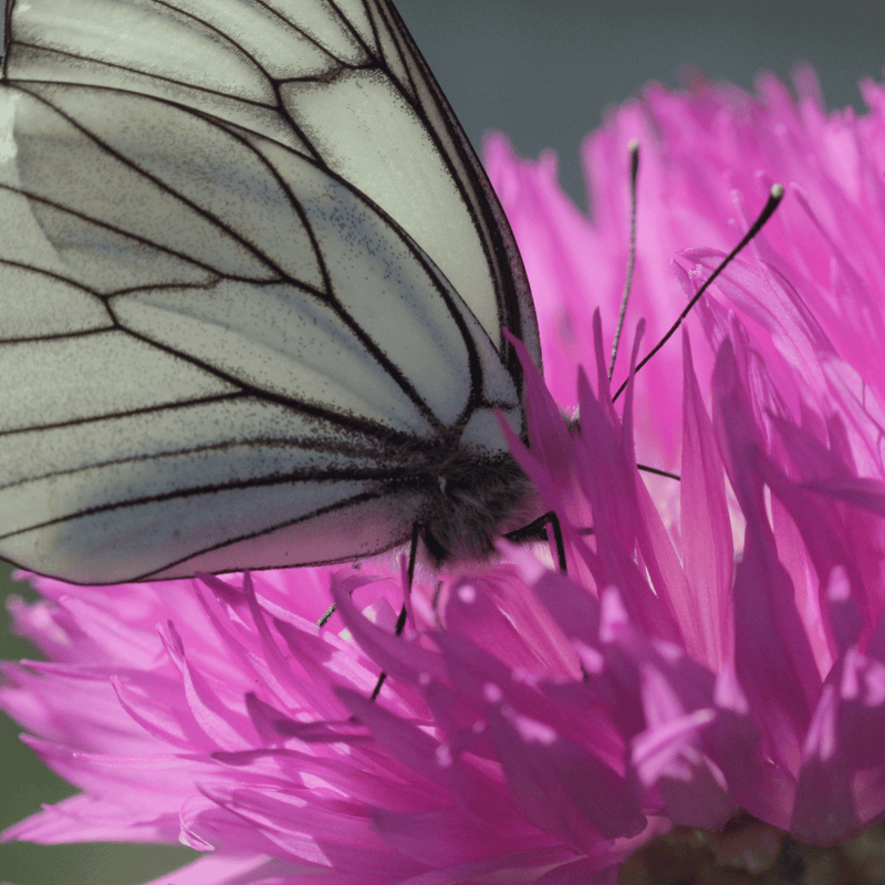 Load image into Gallery viewer, Tall Pink Cornflower - 100 Seeds
