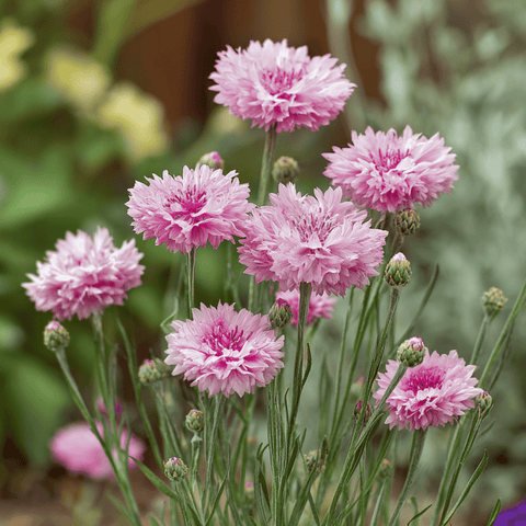 Tall Pink Cornflower 100 Seeds