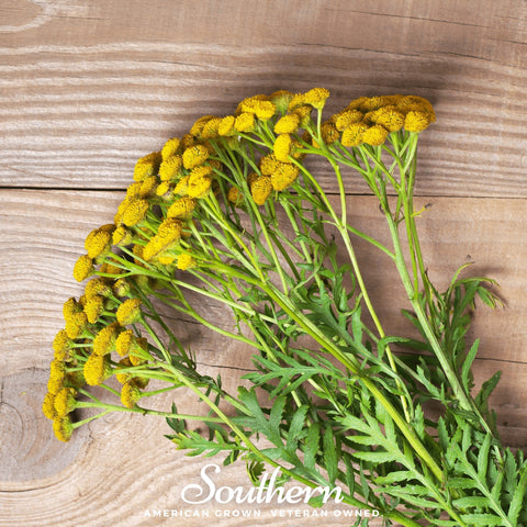 Tansy – 100 Seeds, additional product view 2