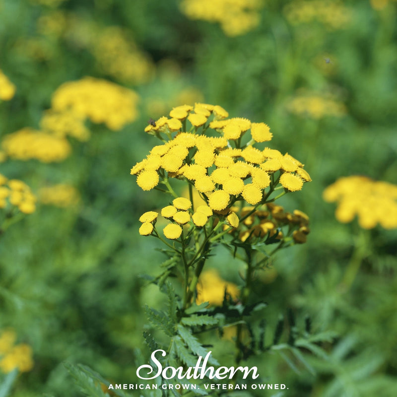 Load image into Gallery viewer, Tansy – 100 Seeds
