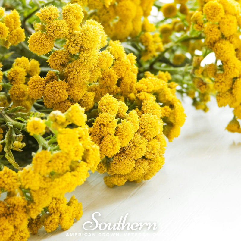 Load image into Gallery viewer, Tansy – 100 Seeds
