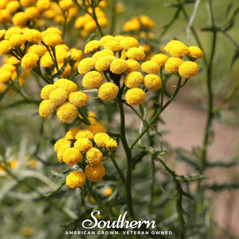 Load image into Gallery viewer, Tansy – 100 Seeds
