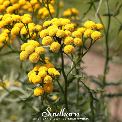 Tansy seeds package, 100 count, GrowTime Garden Supply