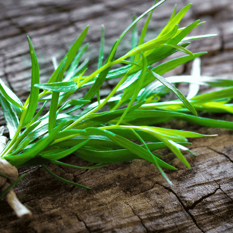 Tarragon – 300 Seeds, additional product view 2