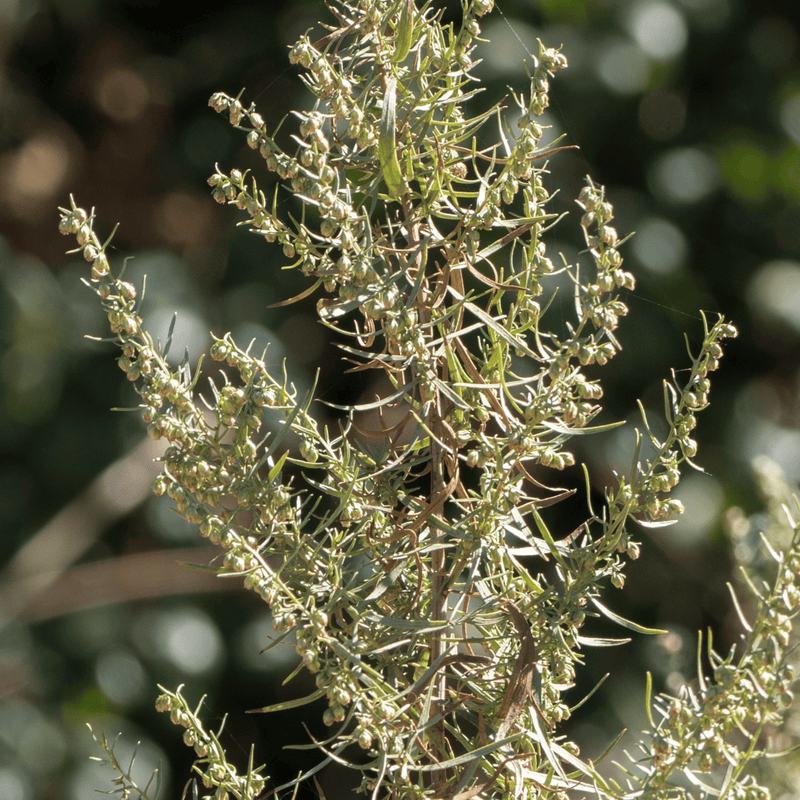 Load image into Gallery viewer, Tarragon – 300 Seeds

