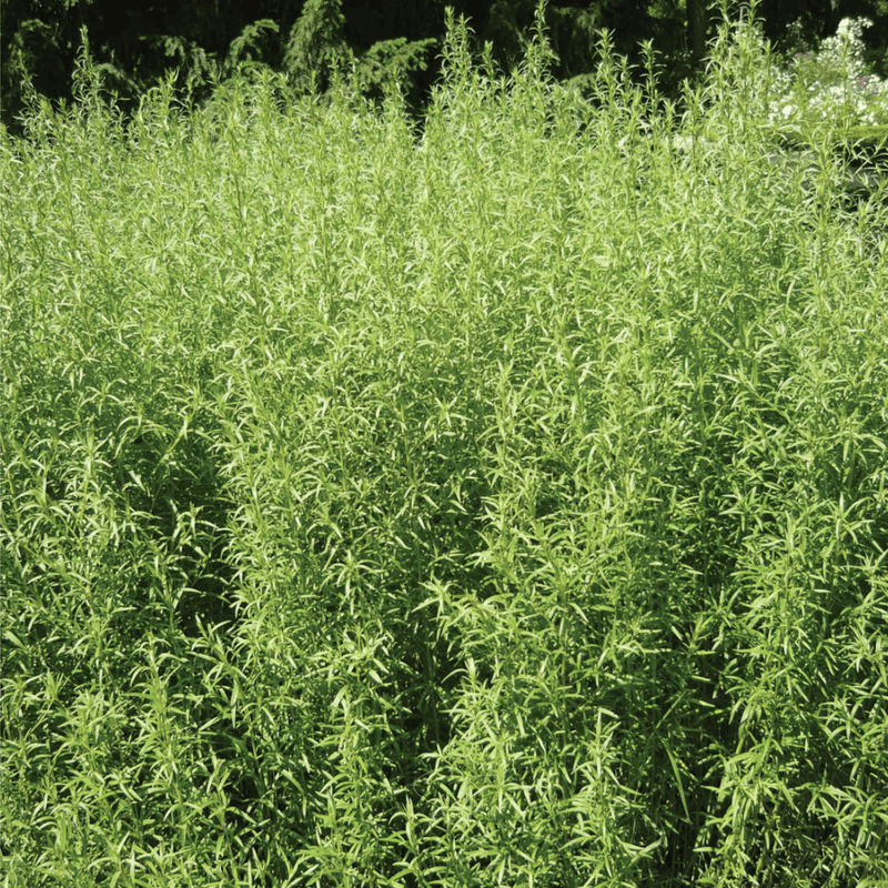 Load image into Gallery viewer, Tarragon – 300 Seeds
