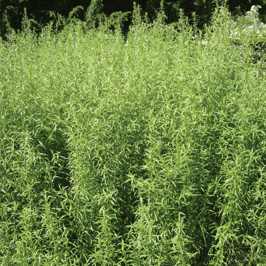 Tarragon – 300 Seeds