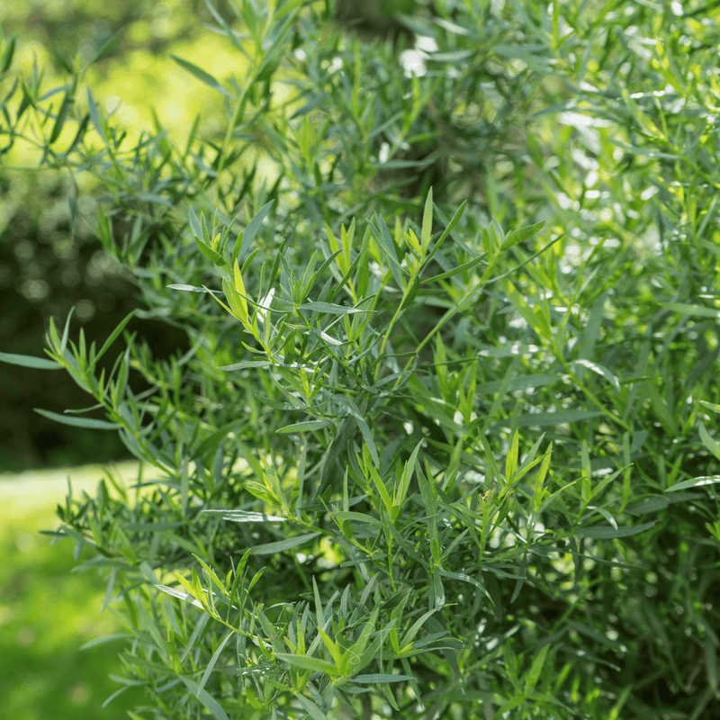 Load image into Gallery viewer, Tarragon – 300 Seeds
