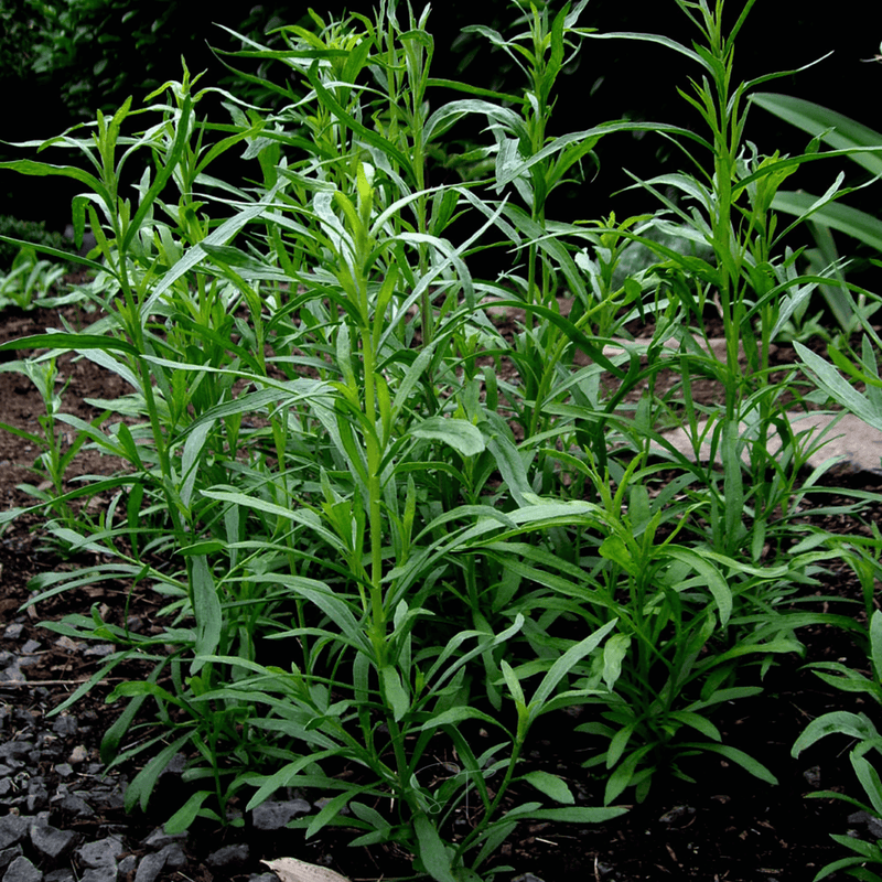 Load image into Gallery viewer, Tarragon – 300 Seeds
