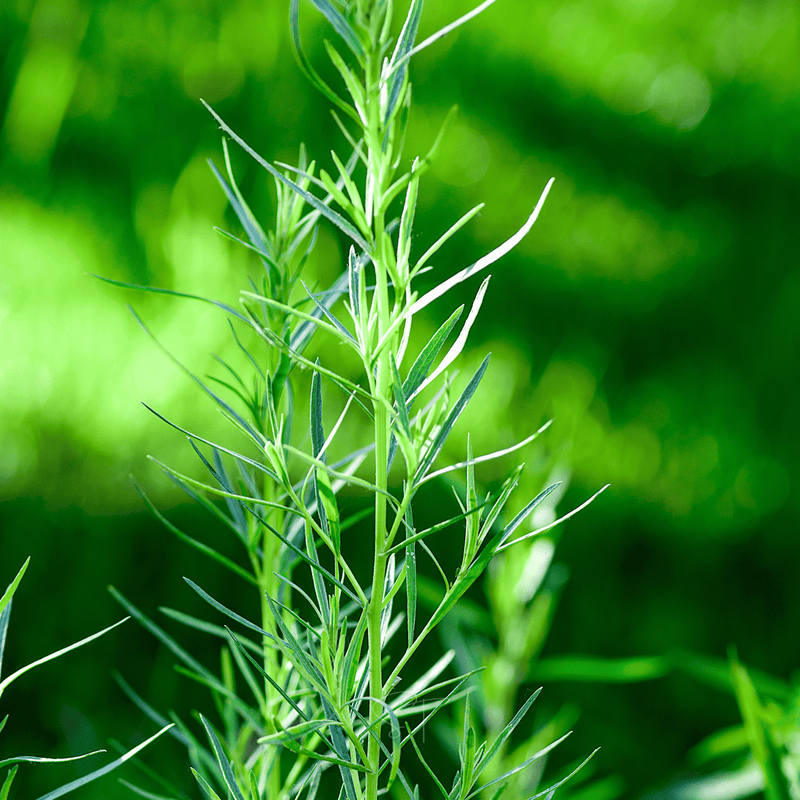 Load image into Gallery viewer, Tarragon – 300 Seeds
