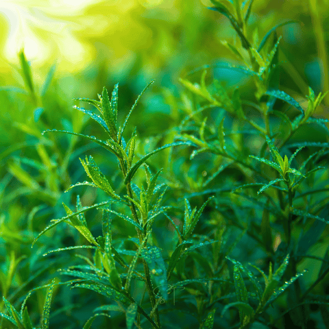 Tarragon seeds package, 300 count, GrowTime Garden Supply