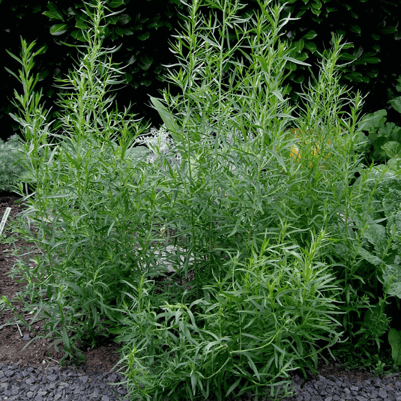 Load image into Gallery viewer, Tarragon – 300 Seeds
