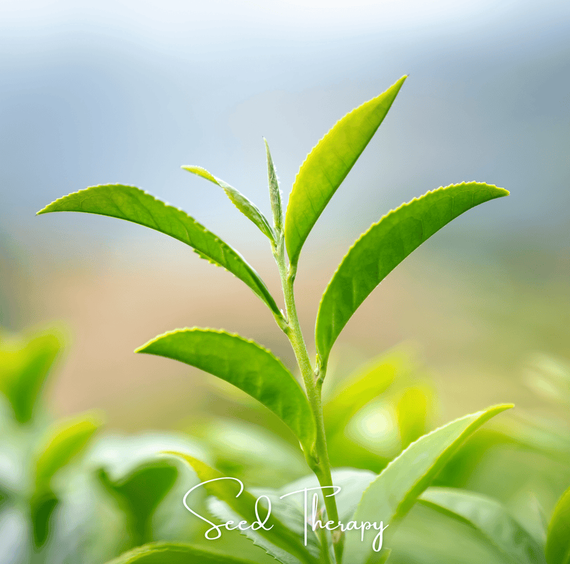 Load image into Gallery viewer, Tea Plant - 5 Seeds
