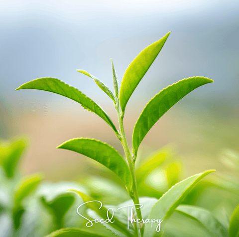 Tea Plant 5 Seeds
