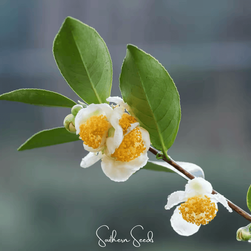 Load image into Gallery viewer, Tea Plant - 5 Seeds
