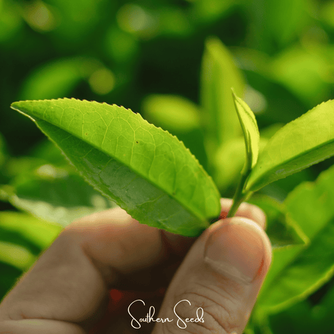 Tea Plant - 5 Seeds, additional product view 2