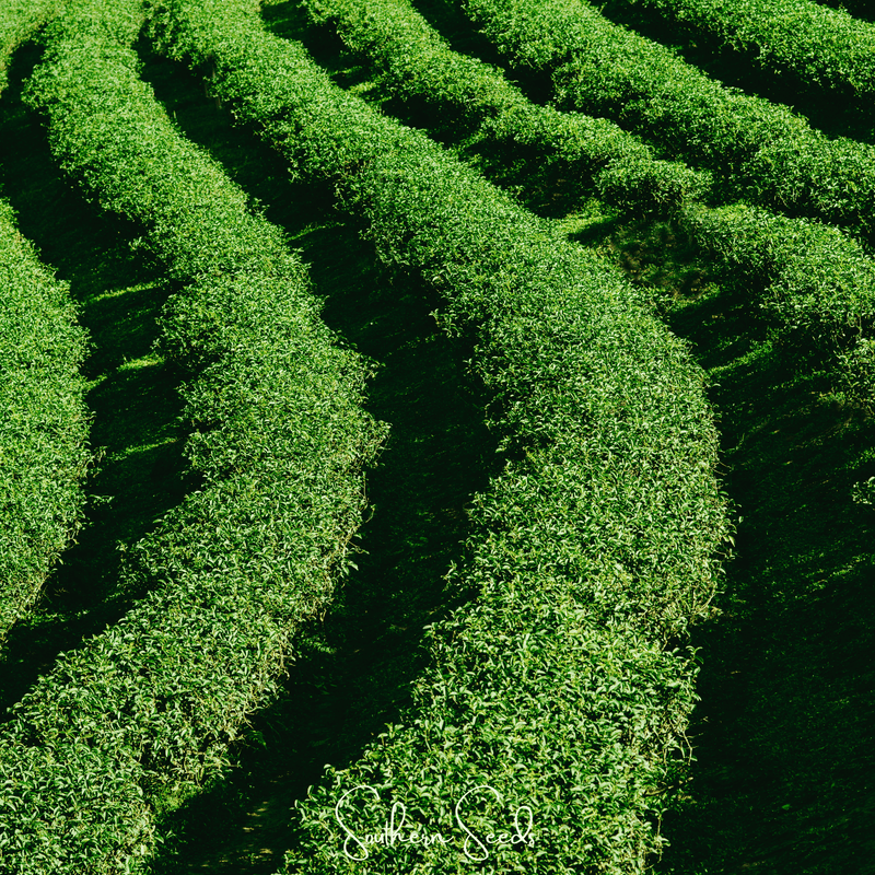 Load image into Gallery viewer, Tea Plant - 5 Seeds
