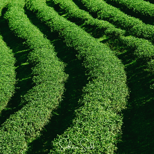 Tea Plant - 5 Seeds