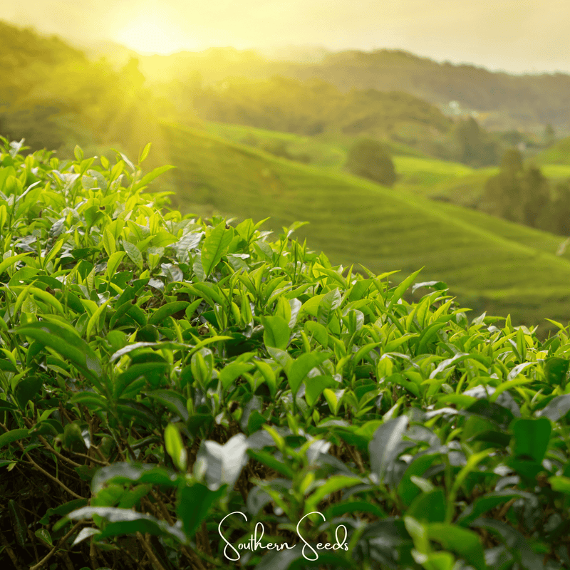 Load image into Gallery viewer, Tea Plant - 5 Seeds
