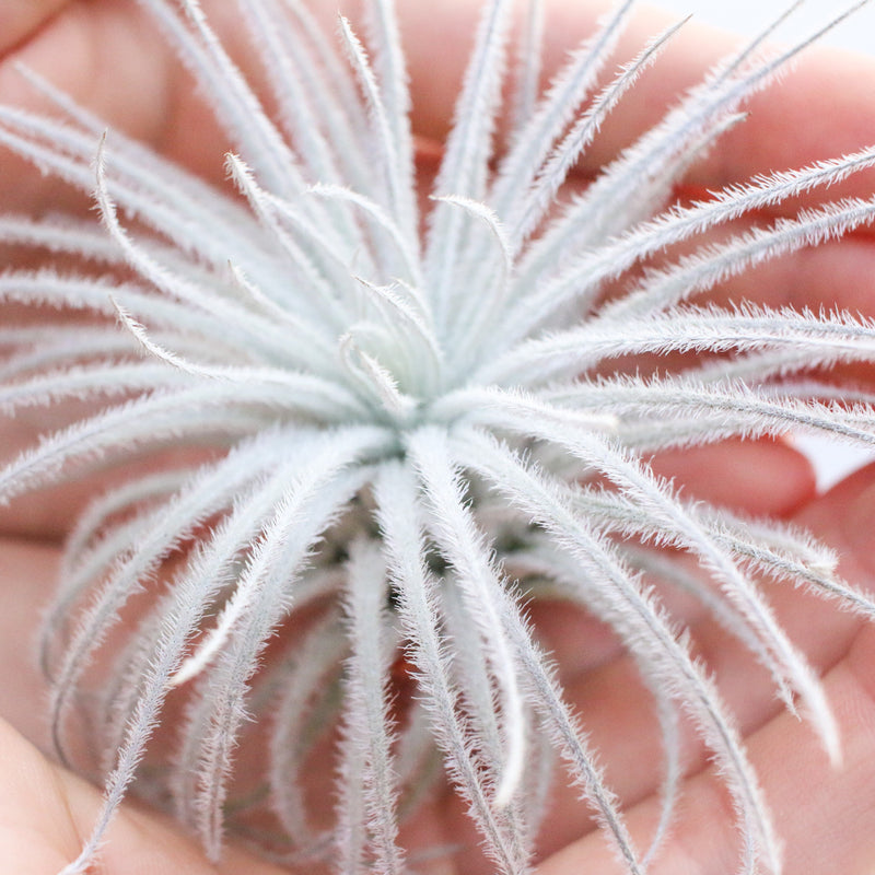 Load image into Gallery viewer, Tillandsia Tectorum Ecuador Air Plants

