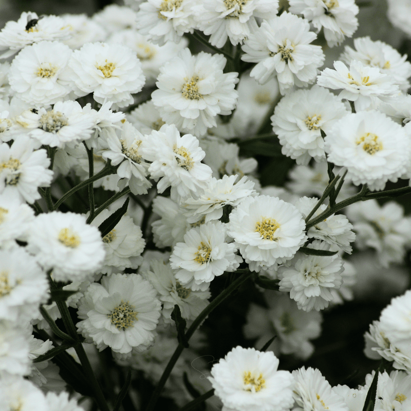 Load image into Gallery viewer, The Pearl Yarrow – 100 Seeds
