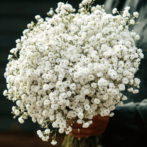 The Pearl Yarrow – 100 Seeds, additional product view 2