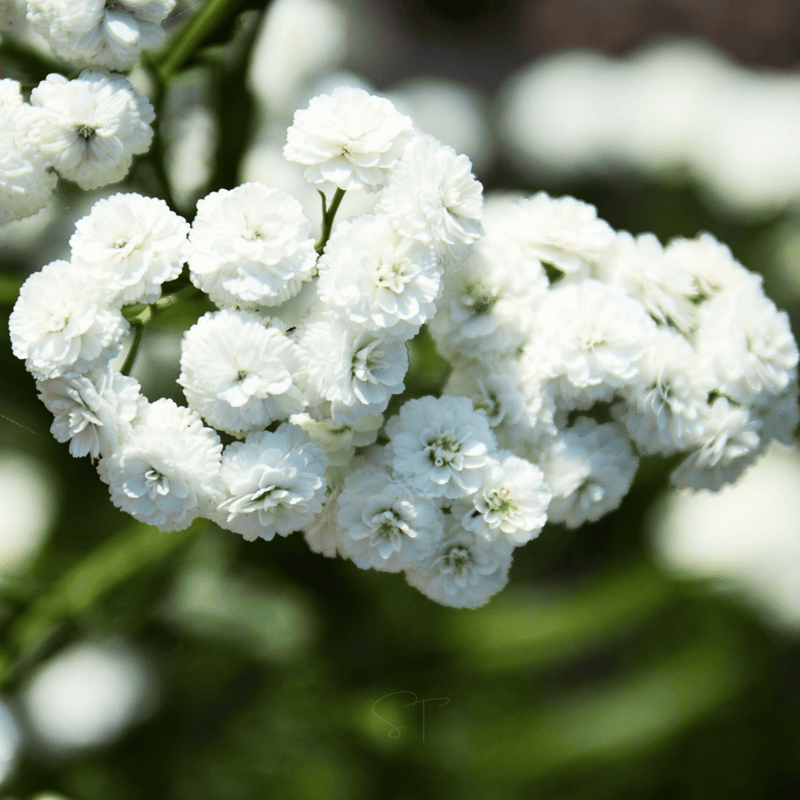 Load image into Gallery viewer, The Pearl Yarrow – 100 Seeds

