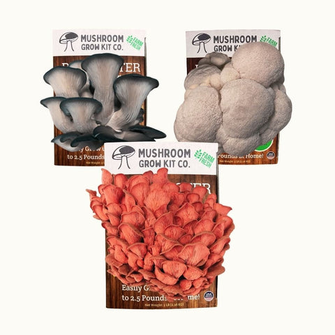 3-pack Lion's Mane, pink and blue oyster growing kit, 15 pounds