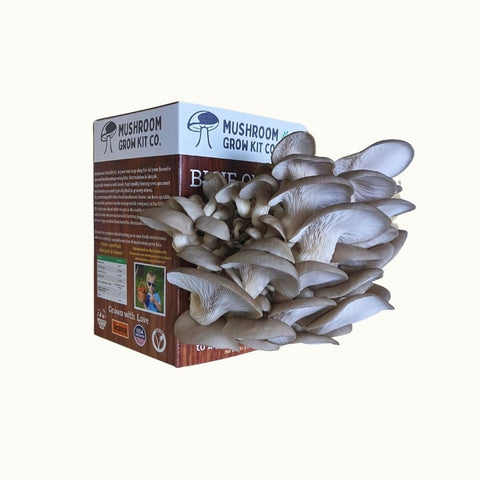 Blue oyster growing kit, package detail
