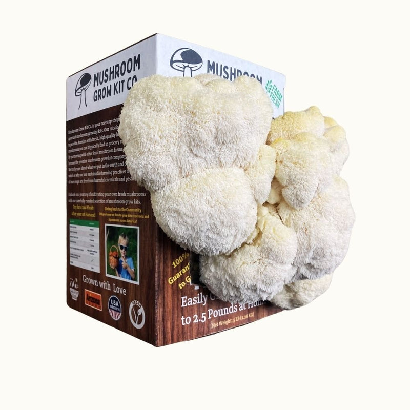 Load image into Gallery viewer, Lion's Mane Mushroom Growing Kit - 5 LBS Spray and Grow
