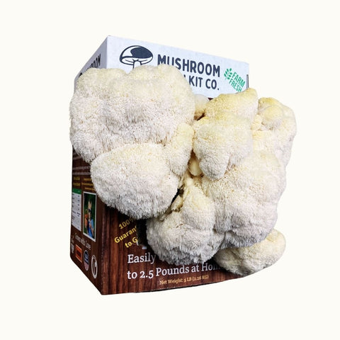 Lion's Mane growing kit, package detail