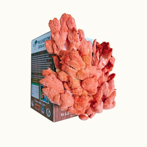 Pink oyster growing kit, package detail