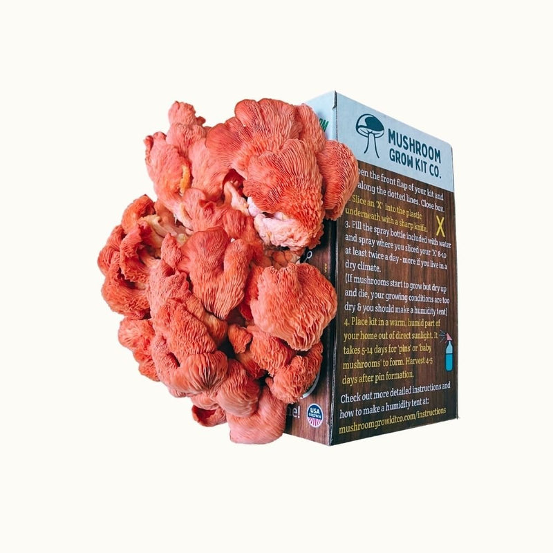 Load image into Gallery viewer, Pink Oyster Mushroom Growing Kit - 5 LBS Spray and Grow
